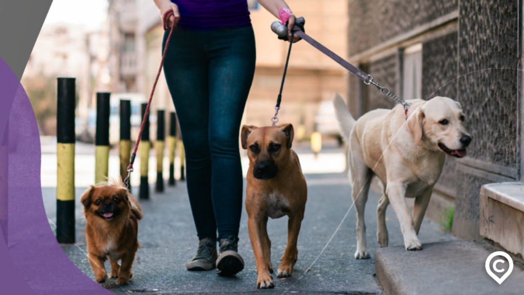 jovem passeando com pets