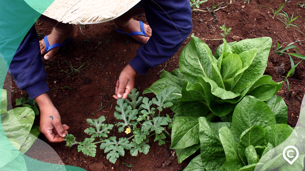 horta de alimentos é um pequeno negócios rural lucrativo